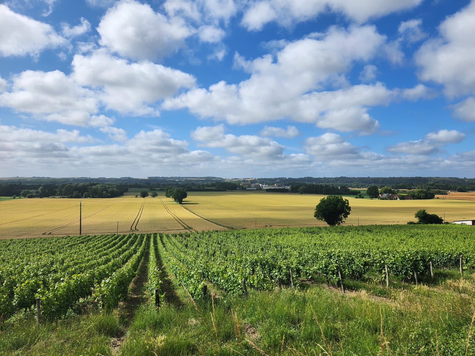 Découverte du Vignoble — photo 2